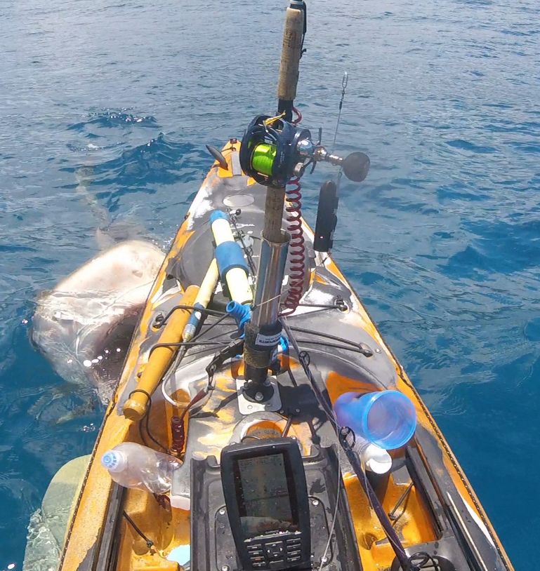 Camano vs Tiger Shark